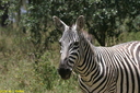 Afrique