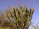 Voa009