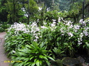 Singapour Orchidees 0003