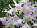 Singapour Orchidees 0004