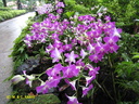 Singapour Orchidees 0006