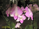 Singapour Orchidees 0008