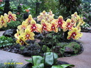 Singapour Orchidees 0011
