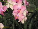 Singapour Orchidees 0012