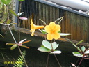 Singapour Orchidees 0013