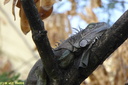 Iguane