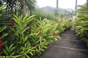 Jardin de Balata 02