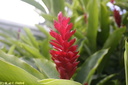 Jardin de Balata 03