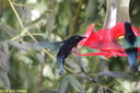 Jardin de Balata 05