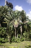 Jardin de Balata 08