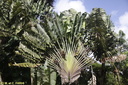 Jardin de Balata 09
