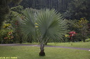 Jardin de Balata 10