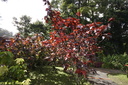 Jardin de Balata 13