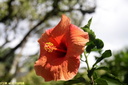 Jardin de Balata 15
