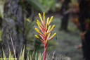 Jardin de Balata 18
