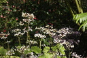 Jardin de Balata 22