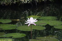 Jardin de Balata 25