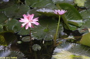 Jardin de Balata 26