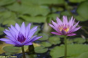 Jardin de Balata 27