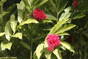 Jardin de Balata 28