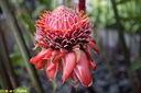 Jardin de Balata 30