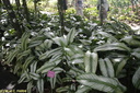 Jardin de Balata 33