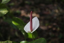 Jardin de Balata 34