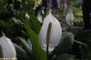 Jardin de Balata 35