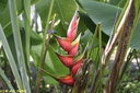 Jardin de Balata 36