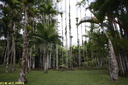 Jardin de Balata 37