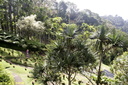 Jardin de Balata 43