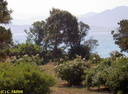 Corse