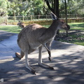 Yanchep kangourous 04