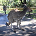 Yanchep kangourous 06