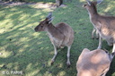 Yanchep kangourous 09