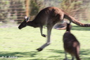 Yanchep kangourous 19