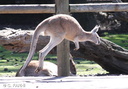 Yanchep kangourous 21