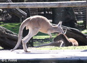 Yanchep kangourous 23