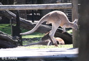Yanchep kangourous 24