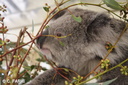 Yanchep koalas 04