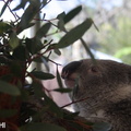 Yanchep koalas 05