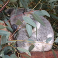 Yanchep koalas 07