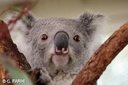 Yanchep koalas 08