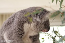 Yanchep koalas 11
