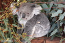 Yanchep koalas 12